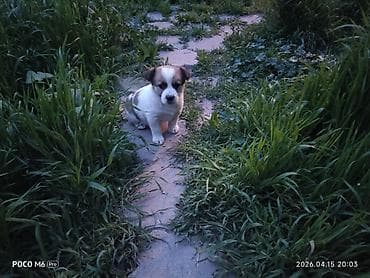 щенята даром: Щенки -дворняжкиДевочки все 5-недель,звотночки- будут среднего — 2