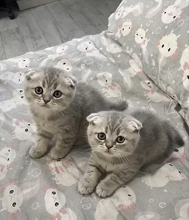 Продажа кошек: Порода: шотландские вислоухие котята (Scottish Fold) Окрас — 1
