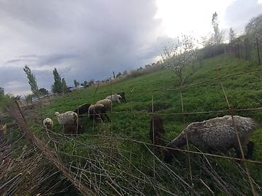 Айыл-чарба жаныбарлары: Сатам | Ургаачы кой (ургаачы) | Аргын | Көбөйтүү үчүн | Асыл тукумдуу — 3