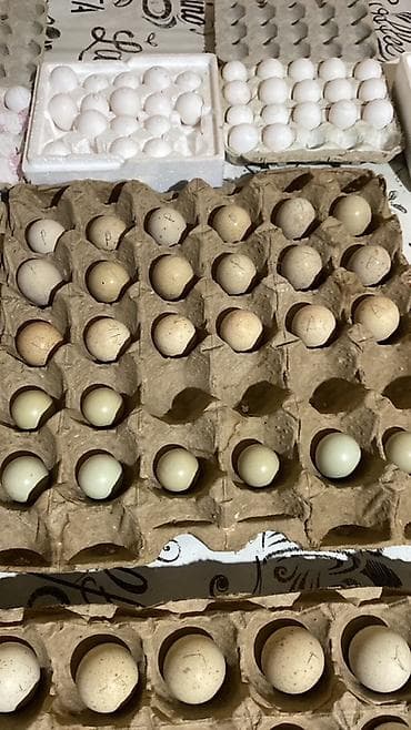 яица для инкубации: ПродаюИнкубационные яйца серой куропатки (Perdix perdix) - Птица — 1