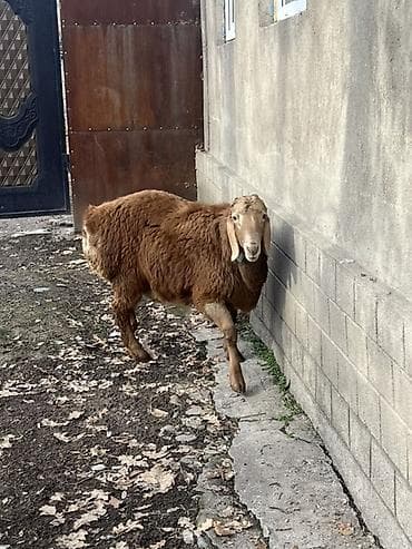 Аквариумдар: Сатам | Кочкор (эркек) | Арашан | Көбөйтүү үчүн | Асыл тукумдуу — 3