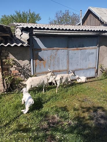 парода эчки: Продаю | Коза (самка) | Зааненская | Для разведения | Племенные — 9