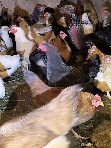 жаны асый: Сатам | Тооктор, Короздор | Жарым брама, Үй, Кучинская | Союуга, Көбөйтүү үчүн, Жумуртка туудуруу үчүн — 6