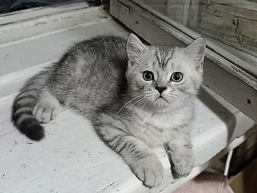Продаётся чистокровный котёнок шотландской породы (скотиш страйт) at lalafo.kg Продаётся чистокровный котёнок шотландской породы (скотиш страйт)