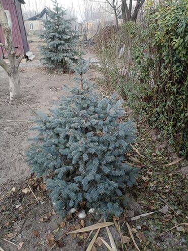 тачку садовую купить: Саженцы деревьев: Ели — 2