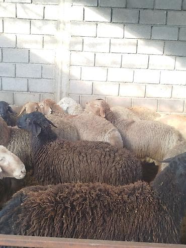 кролики кара балта: Продаю | Баран (самец) | На забой — 1