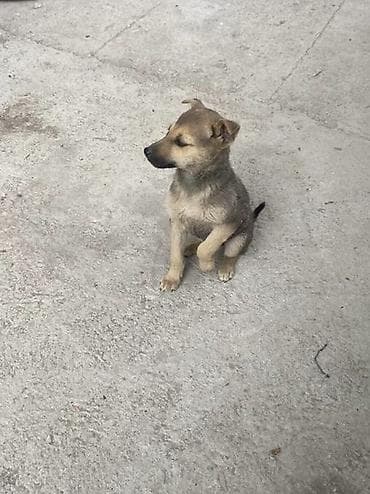 щенок стаффа: Щенки смешанных пород Домашние - Возраст примерно 2 месяца (по фото — 7