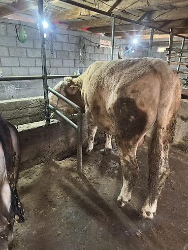 немецкая овчарка щенок: Продаю | Бык (самец) | Симментальская | На откорм | Искусственник, Привязанные — 3