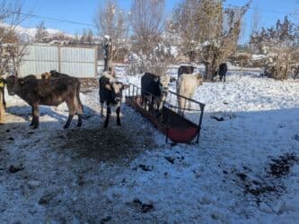домашний петух: Продаю | Бык (самец) | Герефорд, Голштин, Швицкая | На откорм | Племенные — 9
