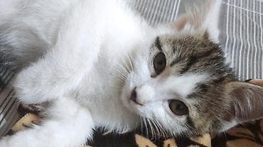 мангал купить бишкек: Отдам котёнка в хорошие руки. мальчик 2 месяца, к лотку приучин. Даром — 5