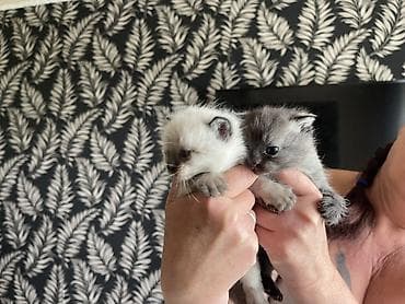 сибирские кошки: 1 месяц, Девочка, Приучена к лотку — 7