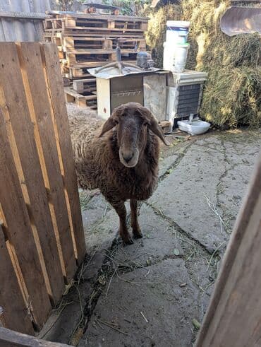 куда отдать собаку бишкек: Продаю | Овца (самка) | Арашан | Для разведения | Племенные — 9