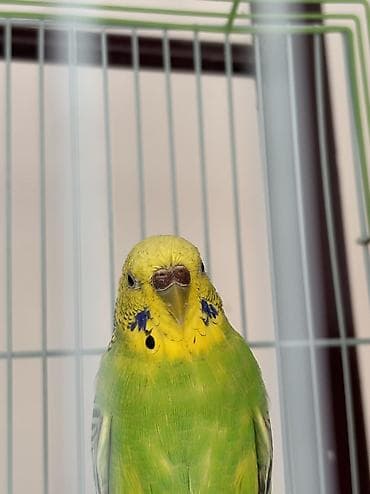 нитки продаю: 🐦 Продаются волнистые попугаи — готовая пара для кладки яиц! 🐦 — 4