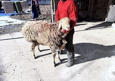 яйцо брамо: Продаю | Овца (самка) | Полукровка, Арашан | На забой, Для разведения | Осеменитель — 2