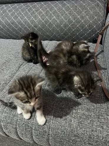 кошки маленькие: Отдам бесплатно в хорошие руки!!!!
Уже самостоятельно едят — 2