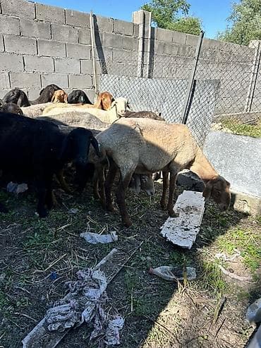 оштон уй сатып алам: Сатам | Ургаачы кой (ургаачы) | Көбөйтүү үчүн | Ургаачы — 2