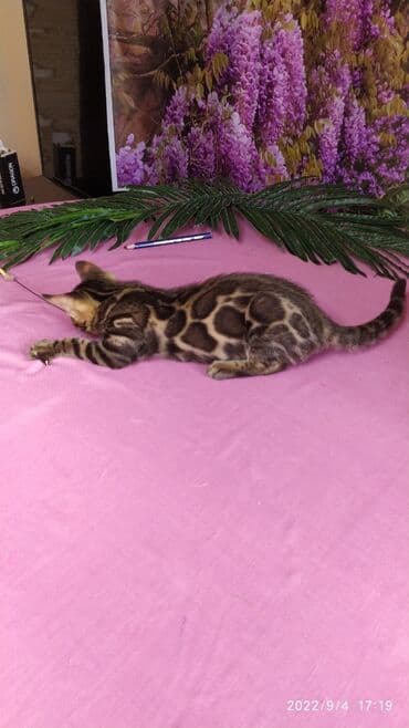 бенгальский леопардовый кот: Красивейшие Бенгальские котята с огромными розетками. Проф питомник — 13