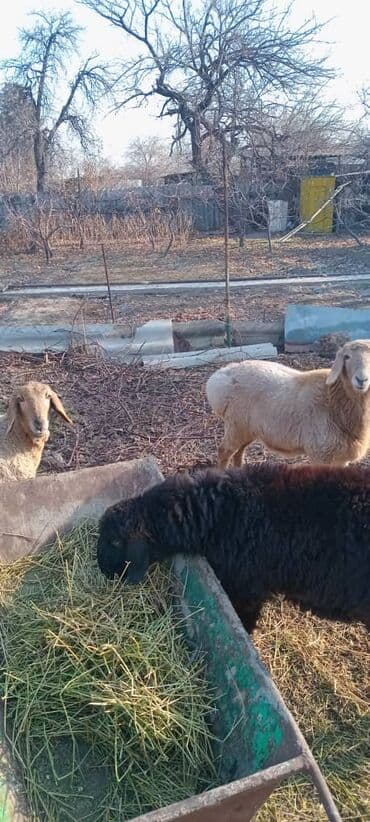 продам бу оборудование для птицефабрики: Продаю | Ягненок | Гиссарская, Эдильбаевская | На забой | Кастрированные — 3