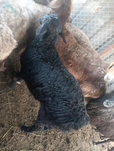 собака немецкий: Продаю | Ягненок, Баран (самец) | Арашан — 4