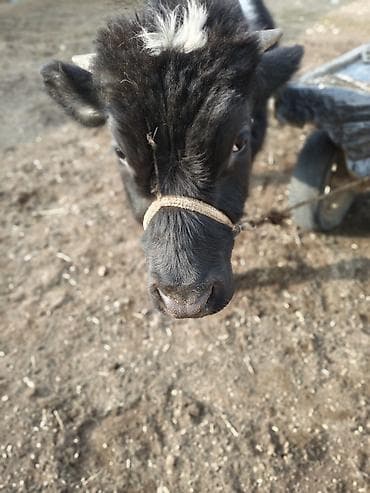 А/ч жаныбарларын сатам: Сатам | Бука (эркек) | Аргын | Бордоп семиртүү үчүн | Байланган — 1