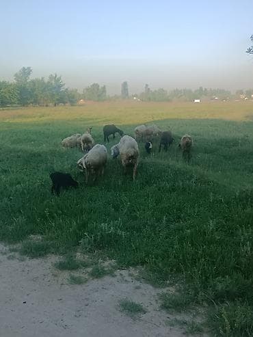 Айыл-чарба жаныбарлары: Сатам | Ургаачы кой (ургаачы) | Көбөйтүү үчүн | Ургаачы — 4