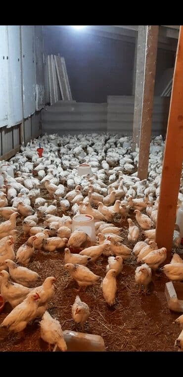 наполнитель для животных: Продаю | Цыплята, Инкубационные яйца | Кучинская, Суссекс | Для разведения, Несушки — 3