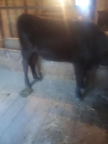 лошадь английский: Продаю | Корова (самка) | Для молока — 4