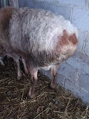 кой сатылат кара балта: Сатам | Ургаачы кой (ургаачы) | Көбөйтүү үчүн | Токту — 6