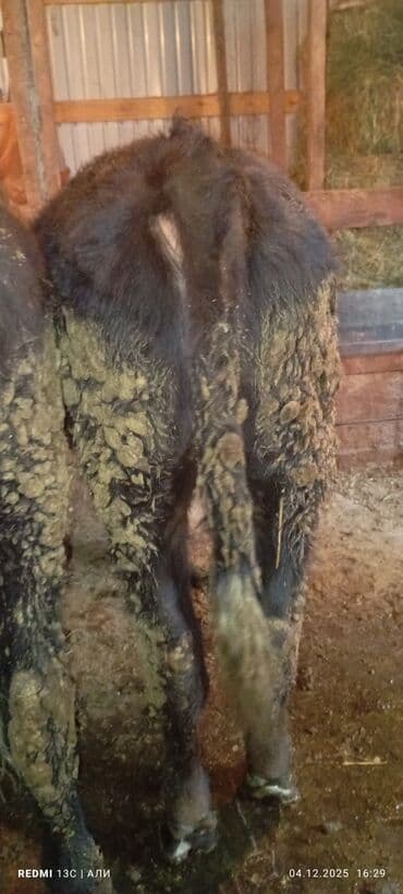 дойный коровы: Продаю | Бык (самец) | Алатауская, Швицкая, Абердин-ангус | На откорм, Для разведения | Осеменитель, Искусственник — 2