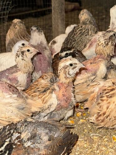 домик для животных: Продаю | Петух, Куры — 1