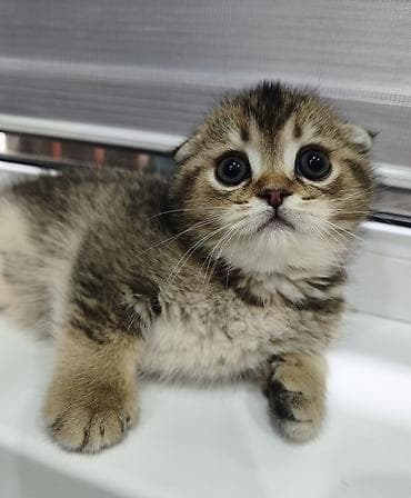 купить сокола в питомнике: Скотиш Фолд (Шотландская вислоухая), 2 месяца, Мальчик — 5