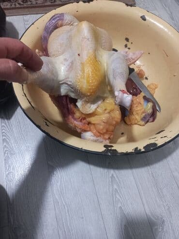 ит базар бишкек: Семиз индюктар сатылат бир жылдыктар кааласанар союп беребиз — 9