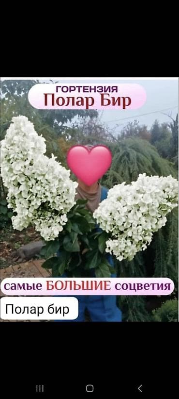 Саженцы