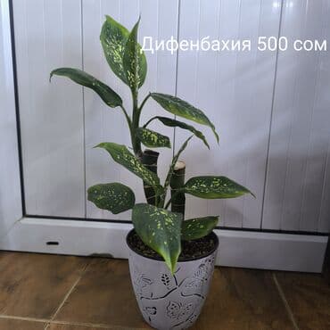 фруктовые корзины: Монстера Альба, традисканция зебрина,Дифенбахия, Сингониум — 7