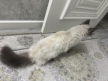 Продажа кошек: Рэгдолл, 1 год, Девочка, Биколор, Приучена к лотку — 3