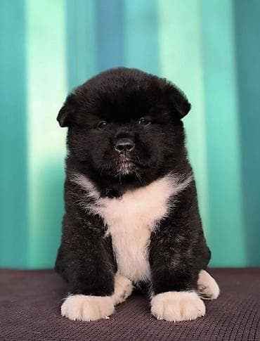 Продажа собак: 1 месяц, Самка, С прививкой, С родословной — 1