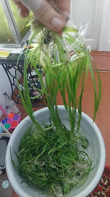 кукурузные кочерыжки: Продаю аквариумные растения валиснерия. цена за 1 кустик 30 сом — 9