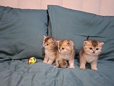 купить клетку для шиншиллы бу: 🐾 Открыто бронирование котят шотландской породы 🐾 Предлагаются к — 1