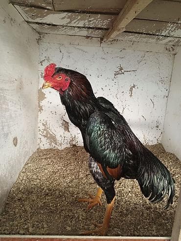 купить кур: Продаю | Куры, Цыплята | Бойцовая | Для разведения, Для боев — 3