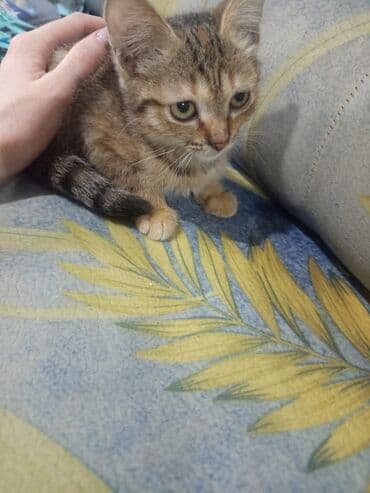 рэгдолл кошка: Котята, домашние. На выбор несколько малышей: - Светлый котенок с — 4