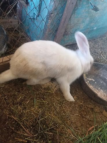 продажа кормов для сельскохозяйственных животных: Коендор сатылат пародасы великан баасы келищим турдо 2 коен баасы — 8