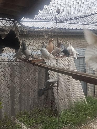 соевой шрот: Продаю голубей!Оптом! — 2