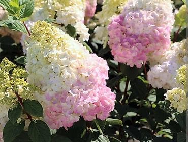 восковая моль: В наличии метельчатые и крупно листовые гортензиии .все сорта есть — 5