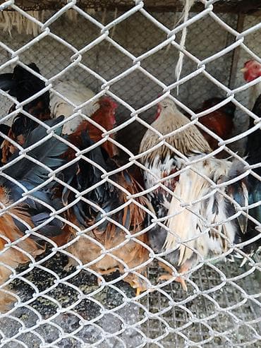 уй боос: Продаю | Куры | Для разведения — 4