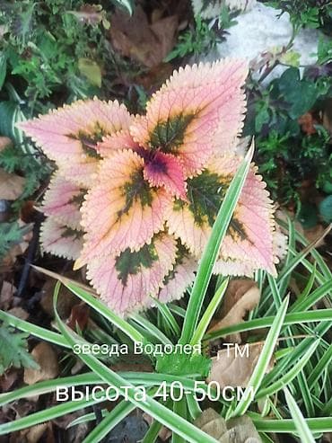 фикус бенджамена: Коллекция декоративных колиусов (Coleus) — яркие сортовые растения для — 6