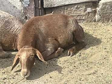 шотландская белая кошка: Продаю | Овца (самка) — 6