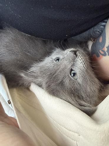 мышык сатам: Мышык бекер берилет: Породасыз, 1 айлык, Эркек, Лотокко барууга үйрөтүлгөн — 2