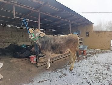 Продаю | Корова (самка) | Швицкая | Для молока | Привязанные at lalafo.kg Продаю | Корова (самка) | Швицкая | Для молока | Привязанные
