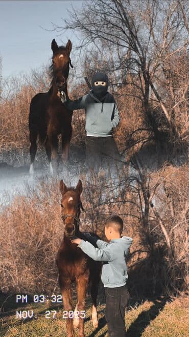 объявления о собаках sobaka: Продаю | Жеребенок | Английская | Конный спорт | Племенные — 1