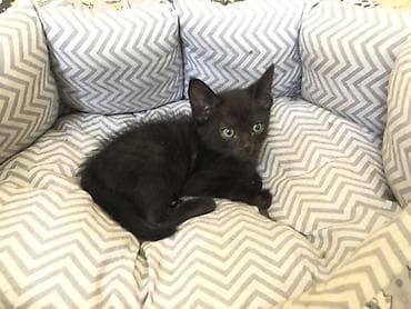 чёрные кошки: Беспородная, 4 месяца, Мальчик, Черный — 3